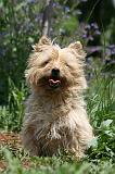 CAIRN TERRIER 577